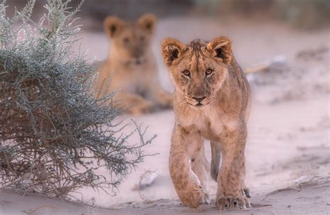 Namibia's desert-adapted lions - Africa Geographic