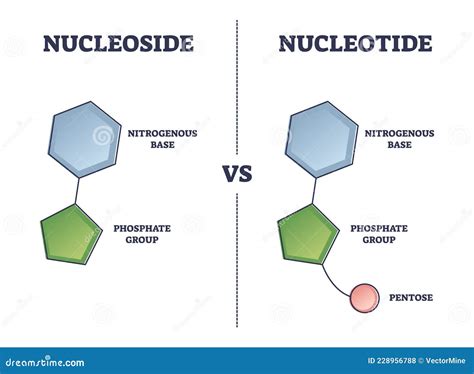 Nucleoside Vs Nucleotide