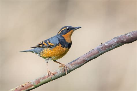 THE VARIED THRUSH