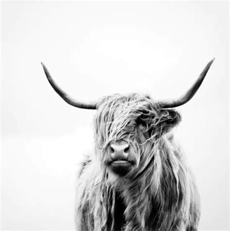 Portrait of Highland Cow | abstract art, interior art, artwork, hand painted artwork, hand ...