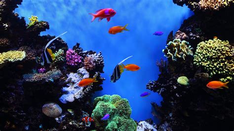 Aquarium 4k wallpaper - signsnored