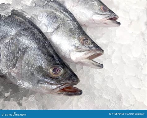 White Snapper Fish, Raw Fresh White Snapper Frozen in Supermarket ...