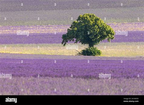 France, Vaucluse, Sault, lavender fields Stock Photo - Alamy