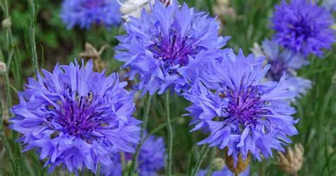 Bachelor Button, Cornflowers: How To Grow Centaurea Flowers