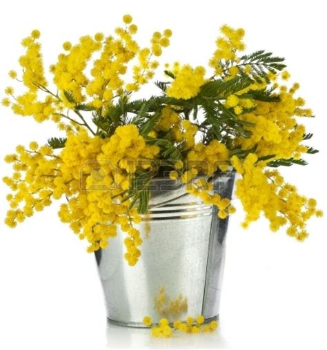 bouquet de mimosa fleurs d'acacia dans un seau de zinc, isolé sur fond ...