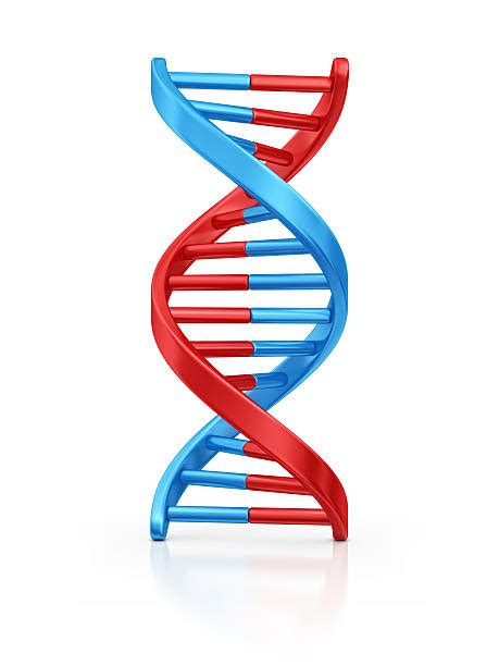 Best Dna Helix Stock Photos, Pictures & Royalty-Free Images - iStock