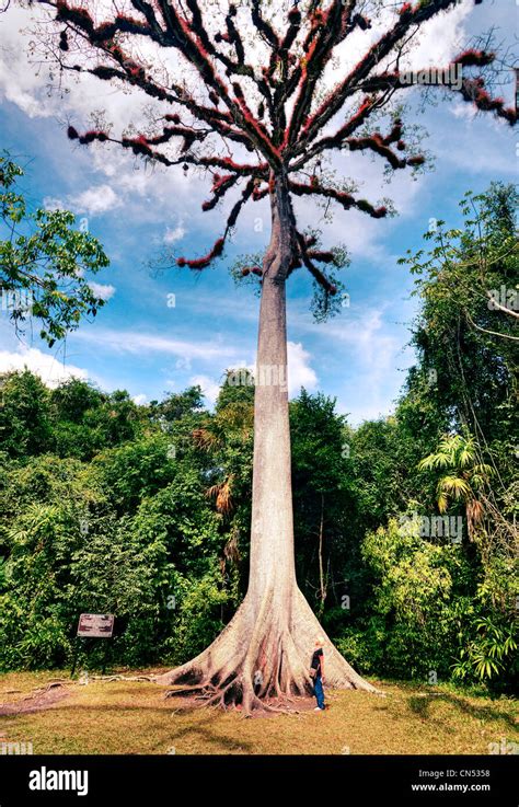 Ceiba tree hi-res stock photography and images - Alamy