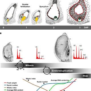 (PDF) The Development of Endosperm in Grasses