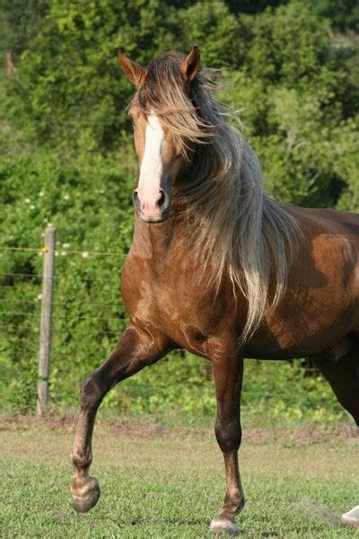 Paso Fino Horse - gallop to discover