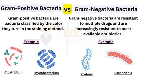 Classification Of Bacteria Gram Positive Vs Gram Negative Bacteria | Porn Sex Picture