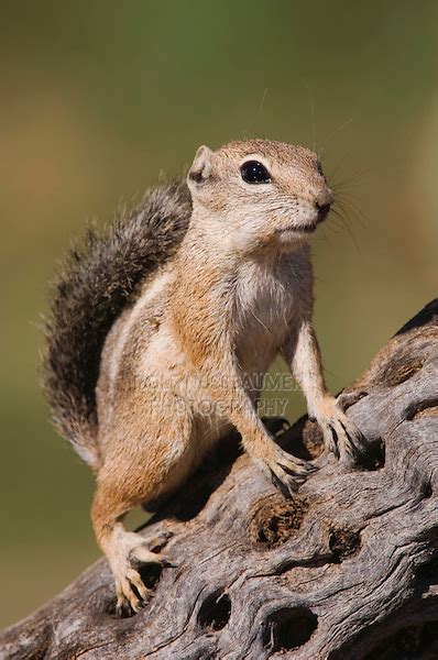 Harris's Antelope Squirrel, Ammospermophilus harrisii | ROLF NUSSBAUMER PHOTOGRAPHY