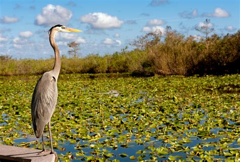 25 Common Birds in Florida: Identification Guide - Florida Trippers