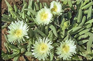 Carpobrotus edulis