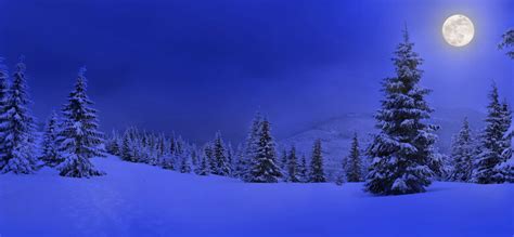 Snowy Night Forest