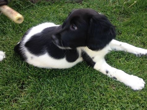 Springer spaniel puppies for sale (black & white) | in Peterborough ...