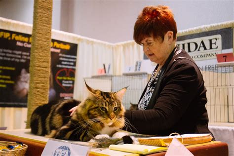 The International Cat Show brings furry feline faces to the northwest | Seattle Refined