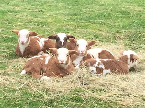 A few of our 2016 babies, love all the color | Katahdin sheep, Sheep ...