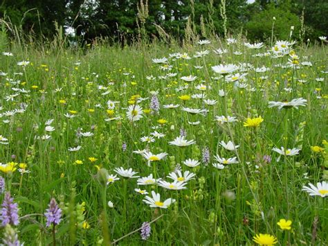 BFS 10 - Species Rich Wildflower Meadow Seed Mix