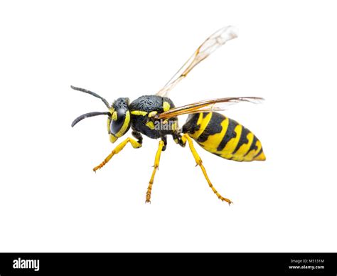 Yellow Jacket Wasp Insect Isolated on White Stock Photo - Alamy