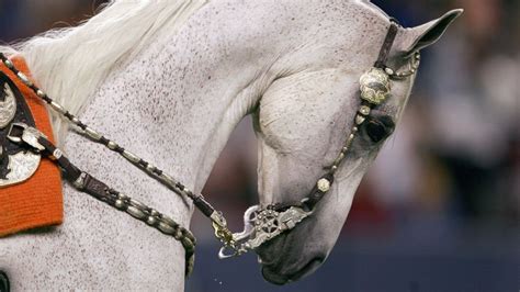 Meet Denver Broncos Mascot 'Thunder' - ABC News