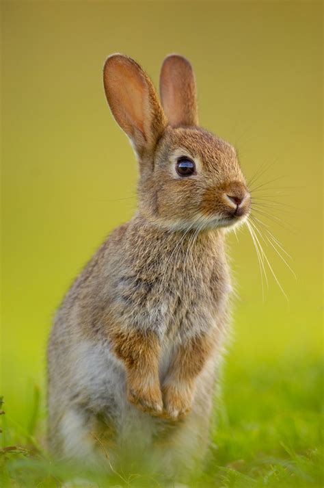 The 25+ best Wild rabbit ideas on Pinterest