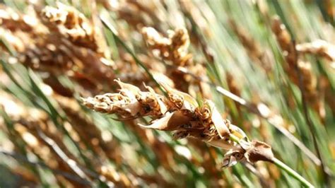 Close African Grass Seed Heads Thamnochortus Stock Footage Video (100% Royalty-free) 31380979 ...