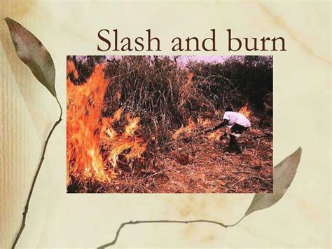 PPT - Slash and burn PowerPoint Presentation, free download - ID:2472878