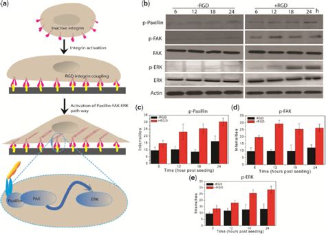 RGD-induced activations of FA pathway. (a) Schematic illustration of ...