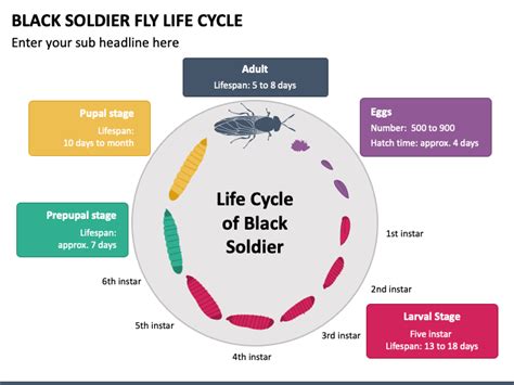 Black Soldier Fly Life Cycle PowerPoint and Google Slides Template - PPT Slides