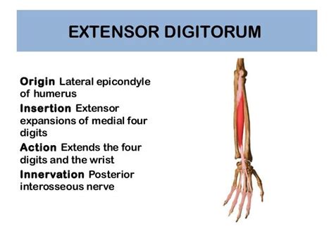 Extensor Digitorum - Extrinsic extensor muscles innervated by radial nerve | Human anatomy and ...