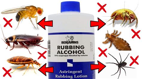 The Powerful Effects of Rubbing Alcohol on Bedbugs: Explained