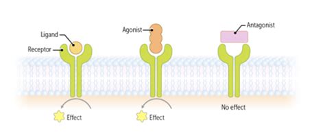 Receptor Agonist and Antagonists Flashcards | Quizlet