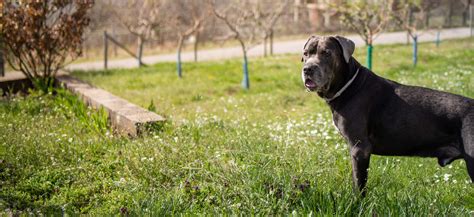 Cane Corso Adoption: Cane Corso Puppies For Sale and Adoption ...