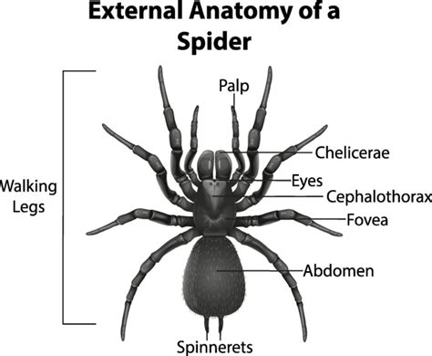 Dissecting the Anatomy of a Wolf Spider: A Comprehensive Guide