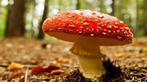 Top 10 Most Poisonous Mushroom in The World - YouTube