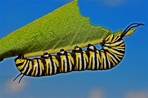 Monarch Butterfly Monitoring in Portugal and Spain |The Green Bard