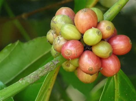 Coffea canephora - Robusta coffee - Ouriques Farm