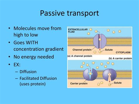 PPT - BIOLOGY EOCT REVIEW PowerPoint Presentation, free download - ID:1114271