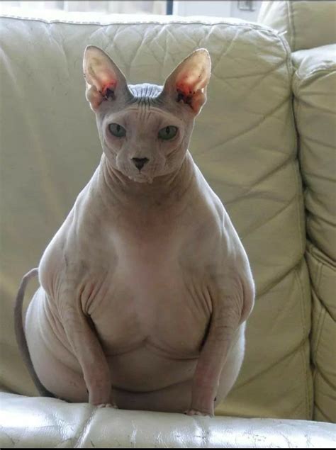 Pin de Karina De em pupies | Gatos estranhos, Gato sphynx, Gatos loucos