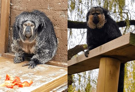 Saki Monkeys at Flamingo Land - Flamingo Land Resort