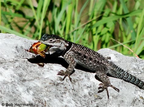 Lizard Behavior and Life History- Hunting and Feeding and Predators