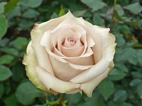 Cream / Champagne Roses Archives - Virgin Farms | Rose, Rose varieties, Hybrid tea roses