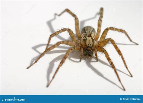 Hairy Spider Stock Images - Image: 47654