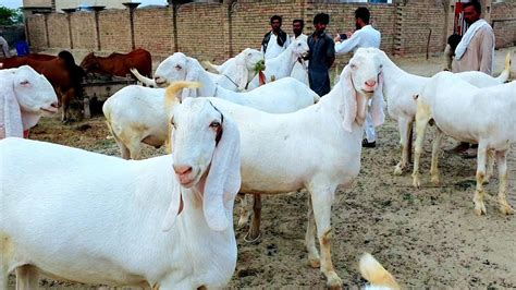 Qurbani ke Bakre 2021 ke liye 100 bakra | price Mein Janwar bahut hi ...