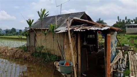 Kaya Raya, Punya Tanah Luas, Kakek Ini Pilih Hidup Sederhana di Rumah Gubuk Sawah