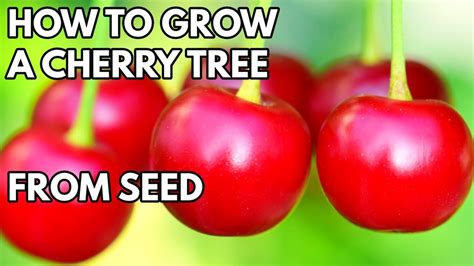 How to Grow Cherry Tree from Seed - THE SIMPLE AND EASY WAY - YouTube