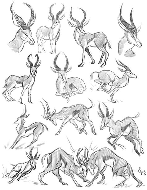 Animal Studies: Springbok | Animal study, Animal sketches, Animal drawings