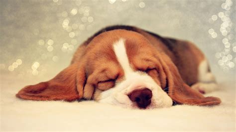 Beagle Puppy Wallpapers | Cachorros beagle, Cachorros, Beagle