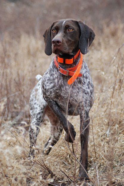 Beautiful Pointer #huntingdog | Bird dogs, Hunting dogs, Healthiest dog ...