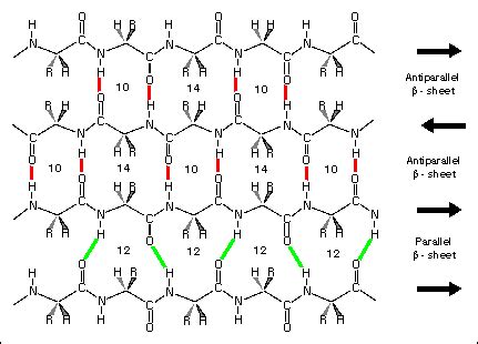 Chubbylemonscience: Secondary Structure of Proteins (Beta sheets)